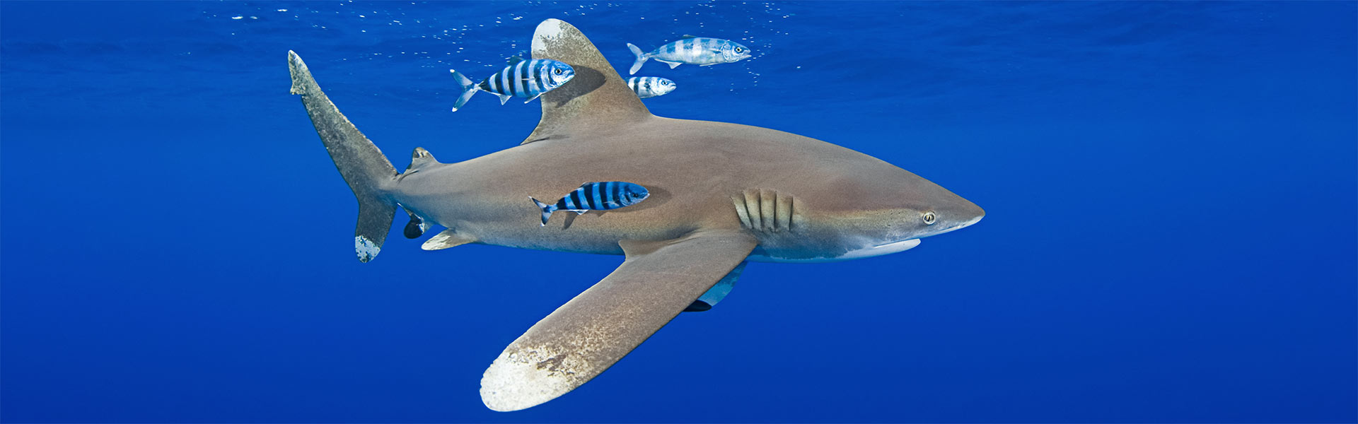 Oceanic Whitetip Sharks: Unraveling the Mysteries of These Bold Ocean Wanderers